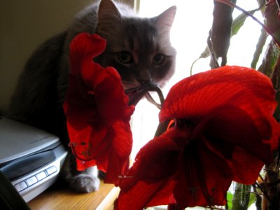 A Smokey Amaryllis