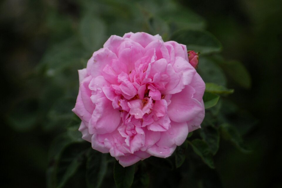 Pink rose background green leaf