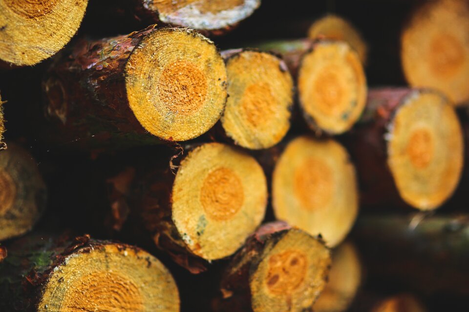 Nature fire brown fire
