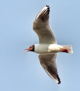 I'm flying, volando voy