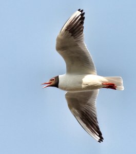 I'm flying, volando voy photo