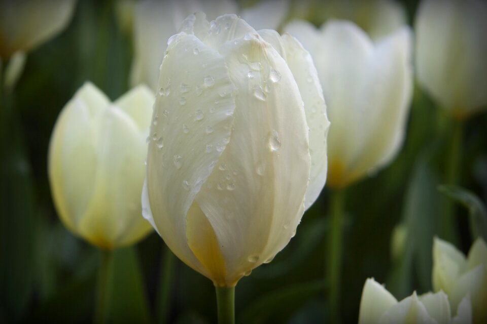 White water drops spring