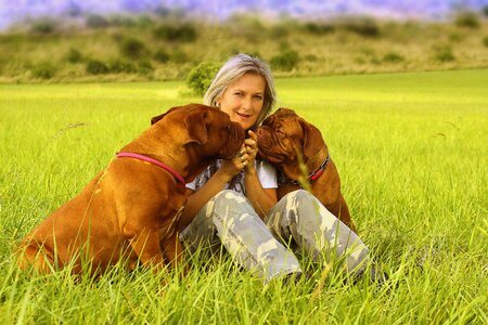 Dogue young bordeaux