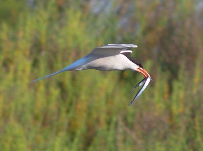 In Explore: Bird with Fish Needle.