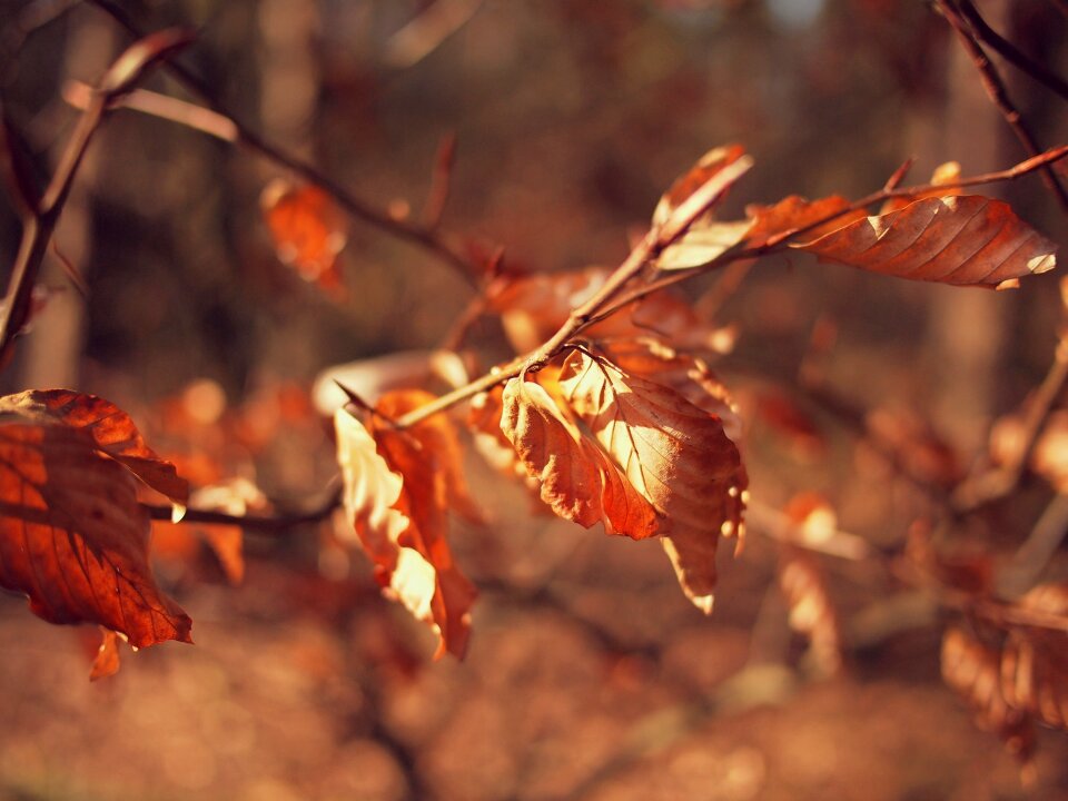 Autumn fall leaves