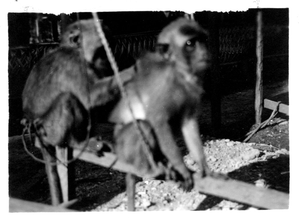 img231