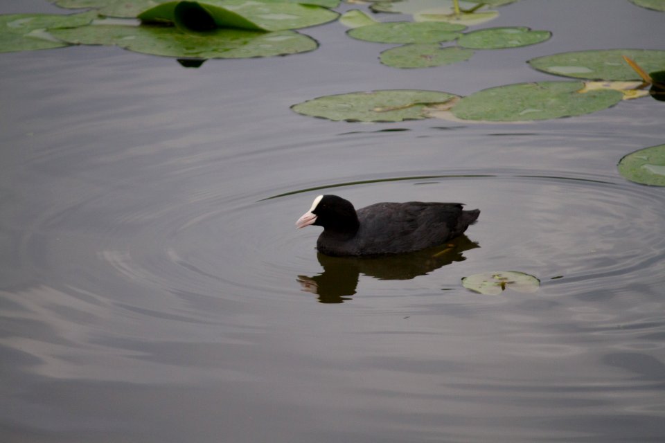 IMG 9039