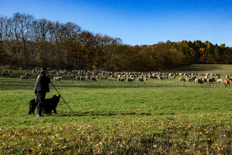 Sheep shepherd animal