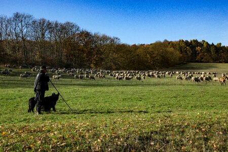Sheep shepherd animal