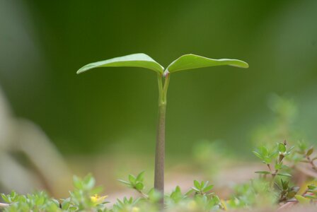 Green blade nature