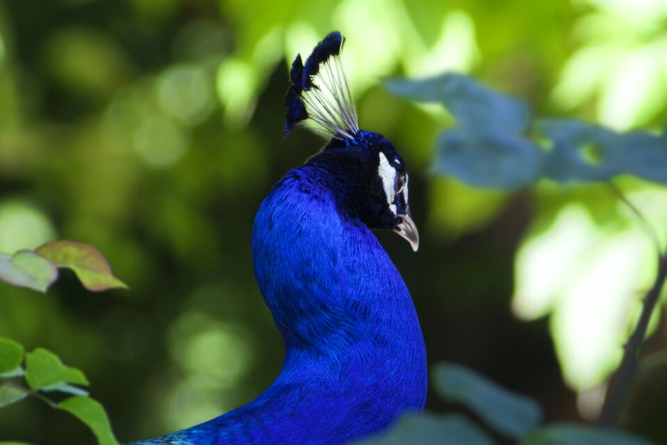 Fauna colorful pen