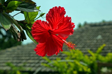 Flowers garden plant