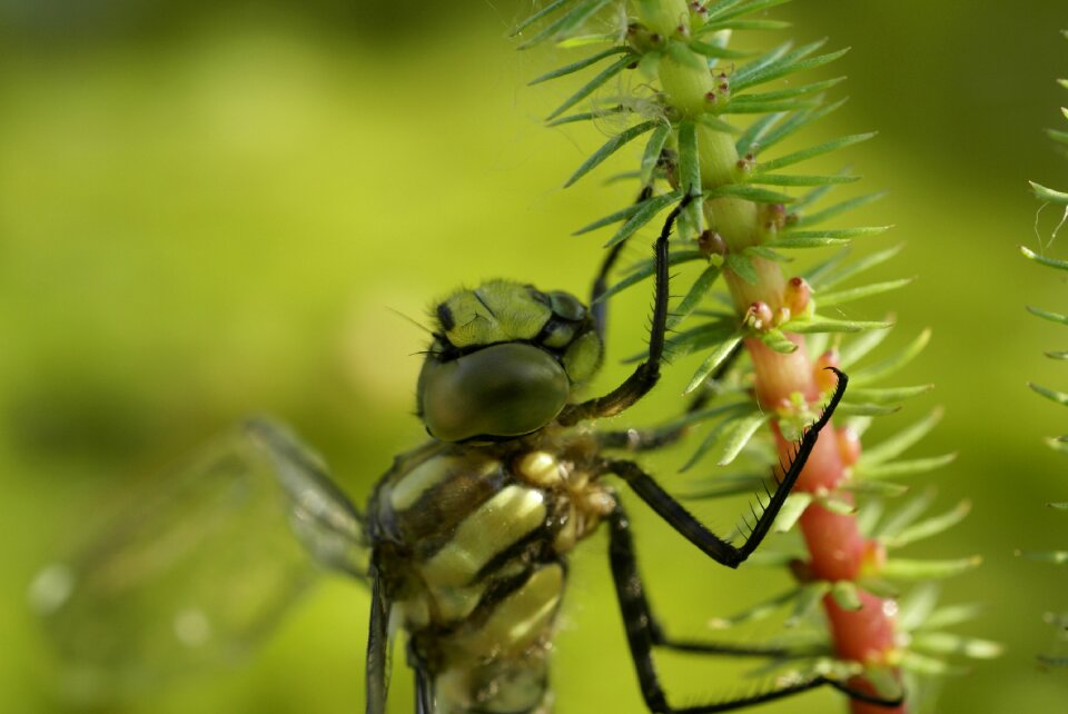 Head insects garden the nature of the