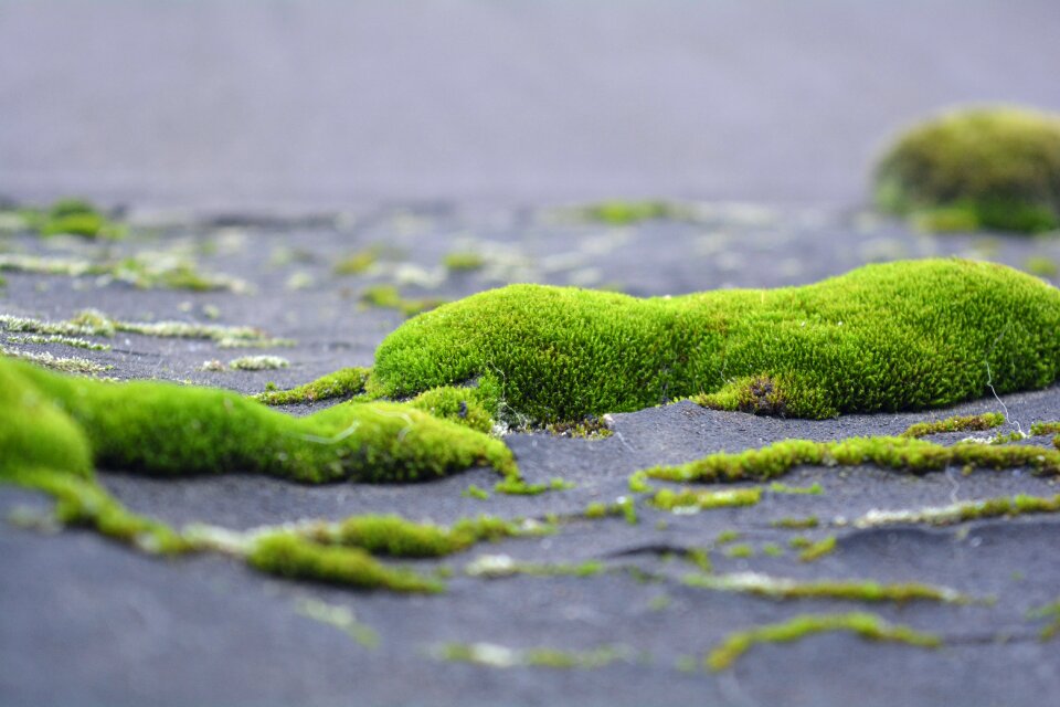Nature closeup green grass