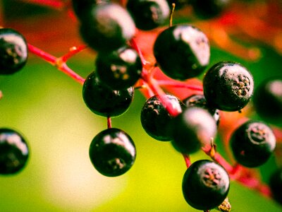 Holder bush fruits black