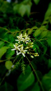 Curry Leaves with Flowers