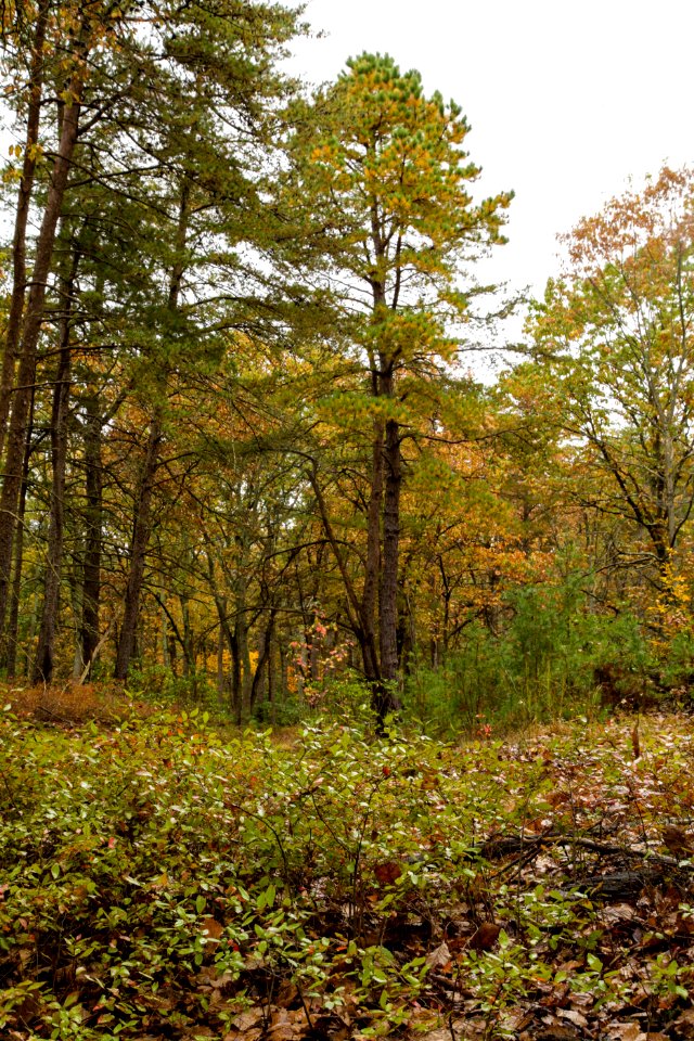 Pine Barrens 4, MAGLEV, PRR, north tract