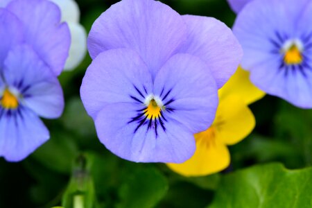 Blue garden spring photo