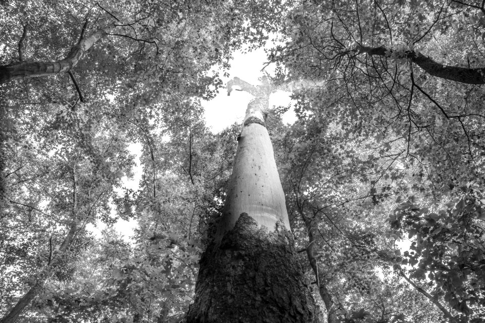 Maglev Impact Zone Dead Tree