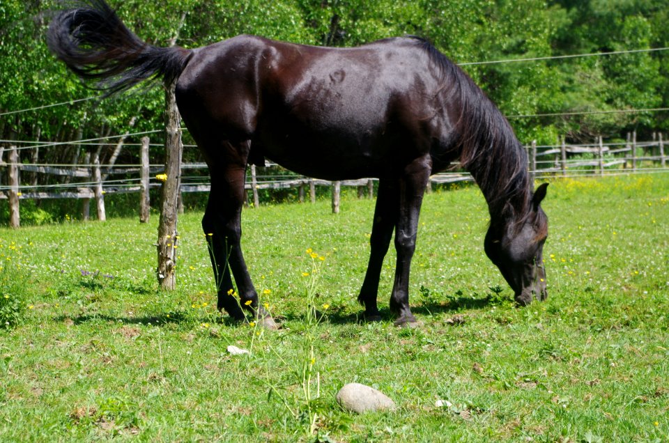 Chevaux Centre MAestro - 12