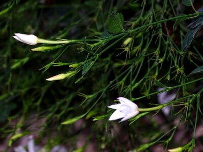 Garden white nature