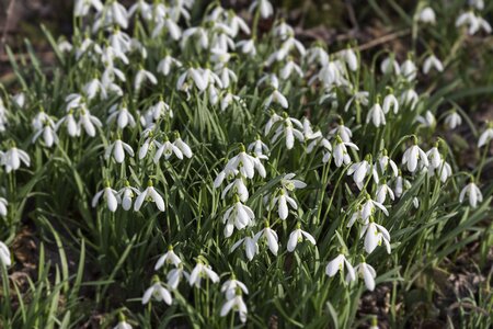 Spring nature plant