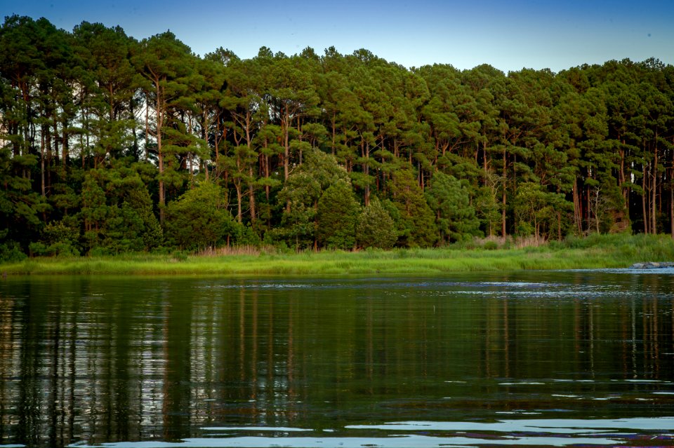 Talbot County Marsh Woods Edge