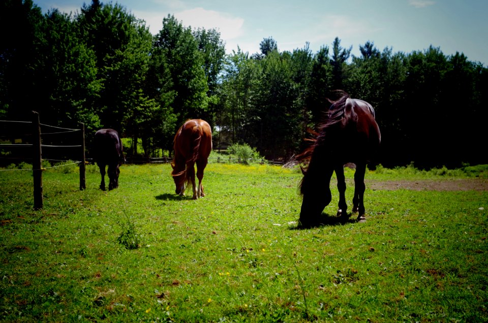 Chevaux Centre MAestro - 11
