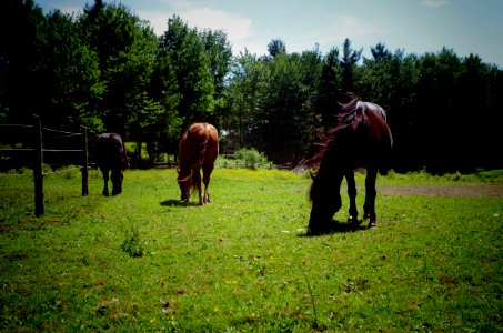 Chevaux Centre MAestro - 11