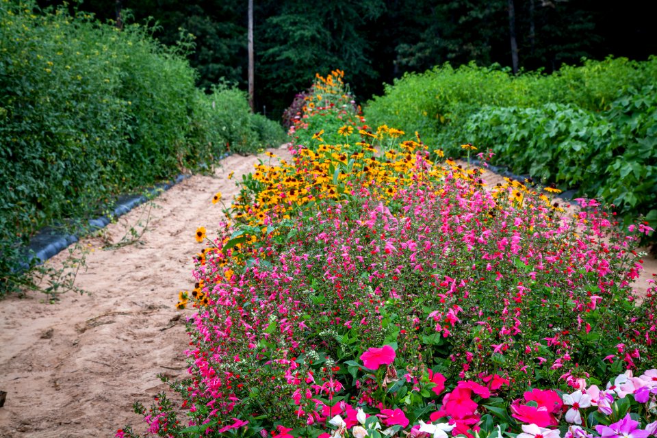 Maglev Impact Zone, flower strip