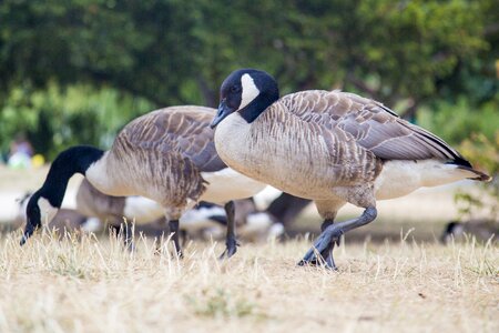 Animal wildlife ecology