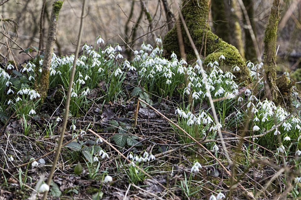 Spring nature plant