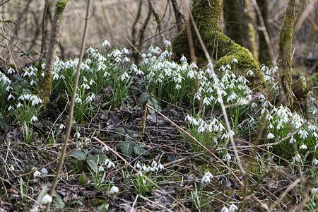 Spring nature plant