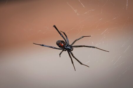 Poisonous venom wildlife photo