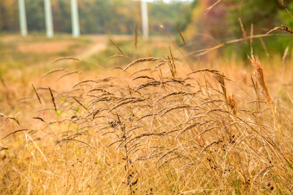Native Grasses Maglev, North Tract PRR