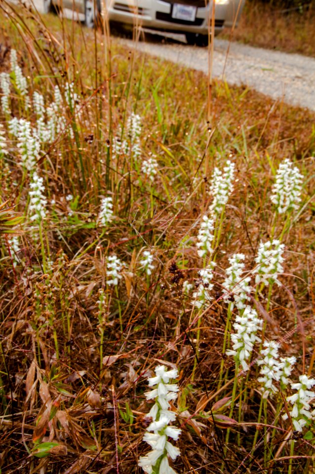 Lady Tresses near Maglev site