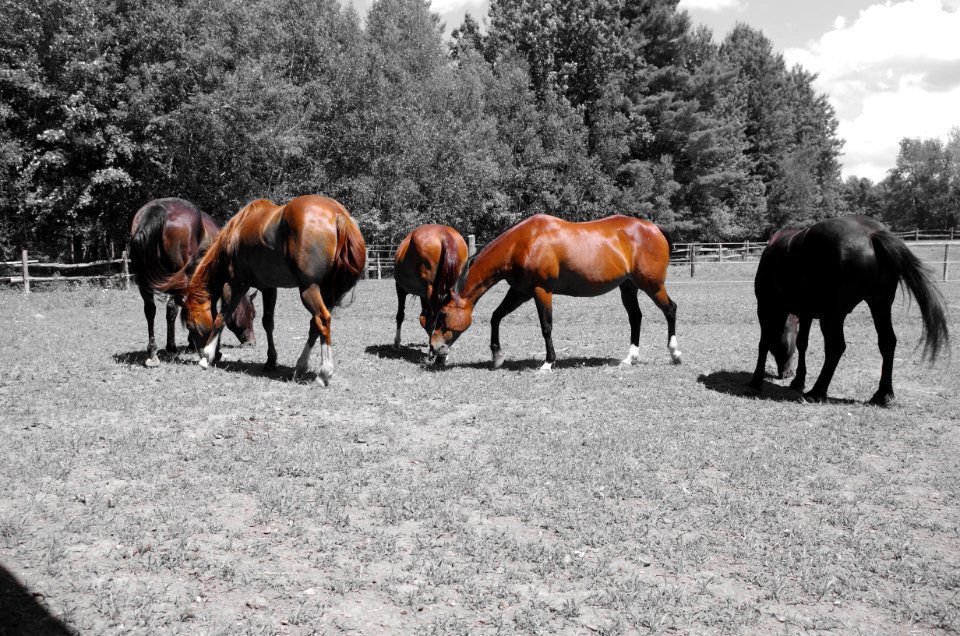 Chevaux Centre MAestro - 9
