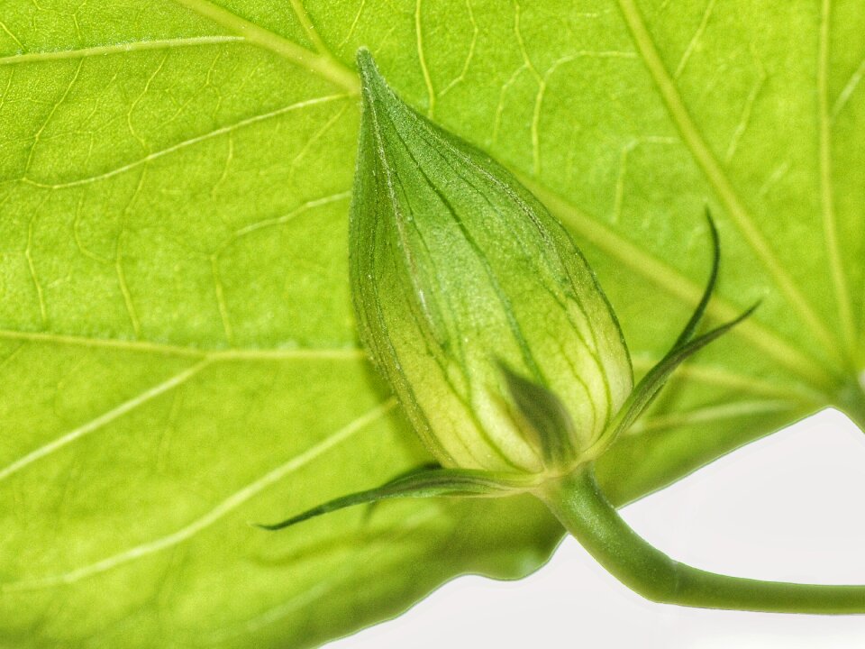 Young nature plant