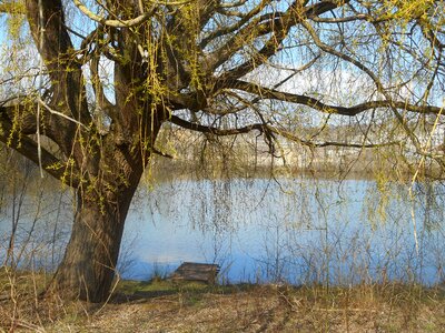 Water tree large