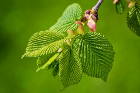 Hanging elm tree green