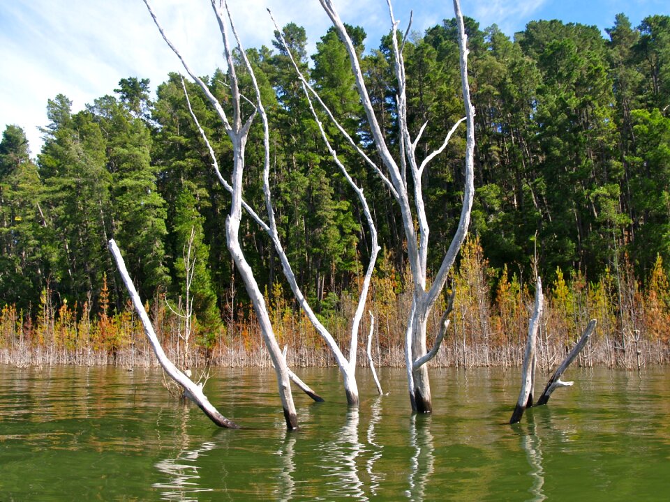 Tree environment water photo