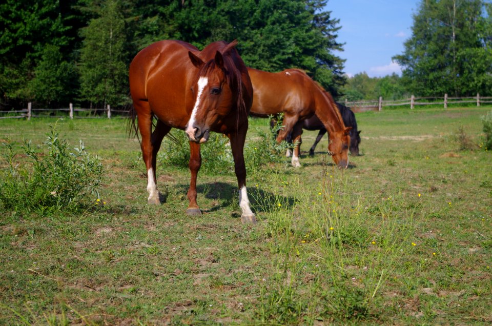 Chevaux Centre MAestro - 25