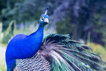 Animal wildlife ecology