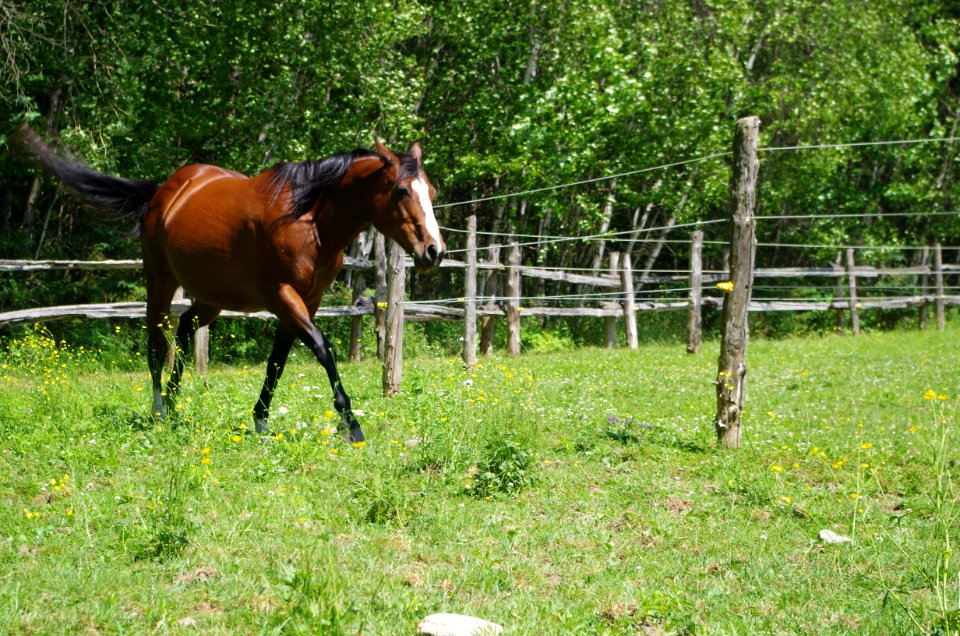 Chevaux Centre MAestro - 13