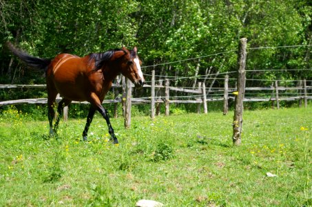 Chevaux Centre MAestro - 13