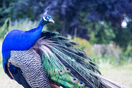 Animal wildlife ecology