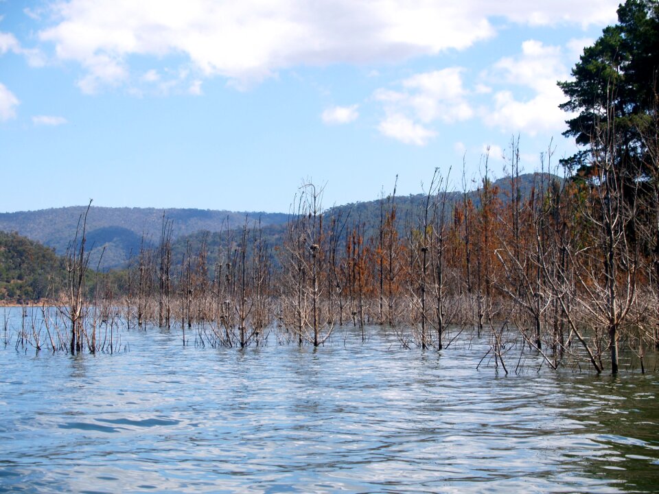 Tree environment water