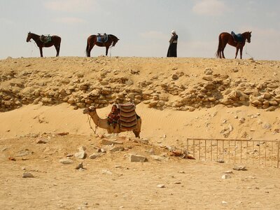 Egypt horses camel photo