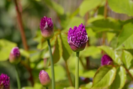 Purple violet blossom photo