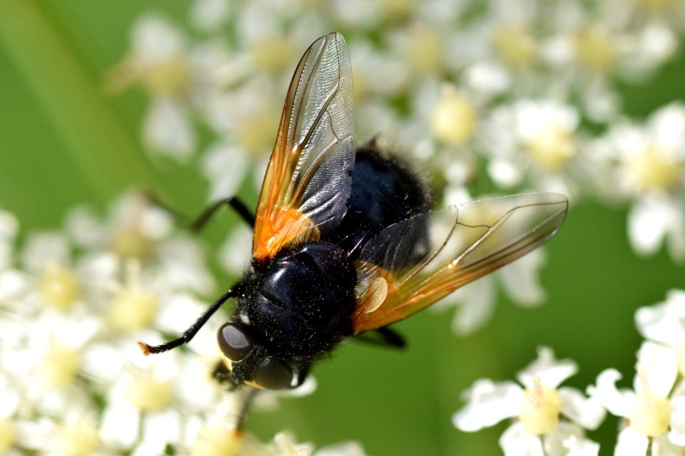 Mesembrina meridiana